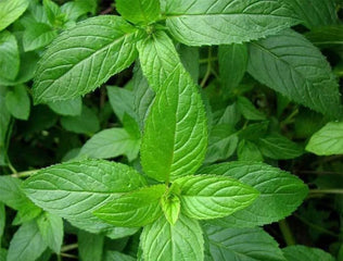 Mint Peppermint