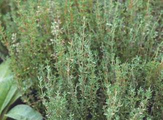 English thyme
