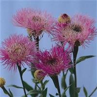 Centaurea Aloha Rosa