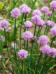 Chives, standard