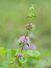 Mint Pennyroyal