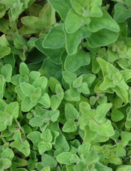 Oregano Greek