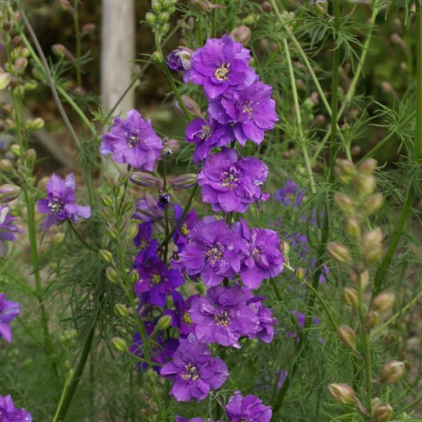 larkspur qis rose seeds Larkspur QIS Lilac – Vis Seed