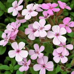 Saponaria Beauty Pink