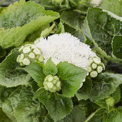 Ageratum Kona White PLT