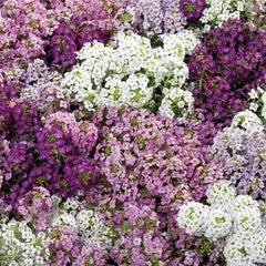 Alyssum Wonderland Mulberry Mix CT