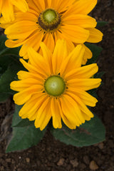Rudbeckia Amarillo Gold