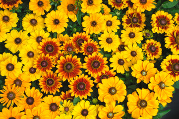Rudbeckia Toto Mix