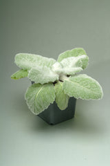 Salvia Artemis