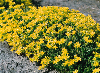 Sedum acre