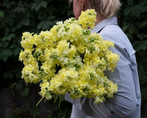Snapdragon Madame Butterfly 3-4 Yellow