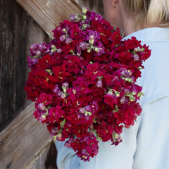 Snapdragon Madame Butterfly 3-4 Red