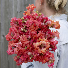 Snapdragon Madame Butterfly 3-4 Cherry Bronze