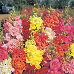 Snapdragon Madame Butterfly 3-4 Mix