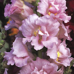 Snapdragon Madame Butterfly 3-4 Pink