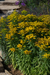 Solidago Golden Baby