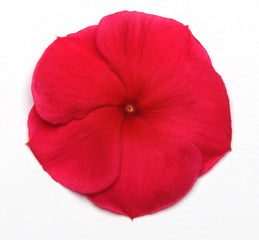 Vinca Pacifica XP Dark Red