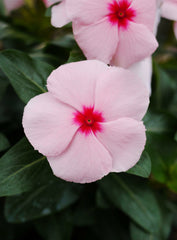 Vinca Mega Bloom Apricot