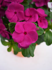Vinca Mega Bloom Grape