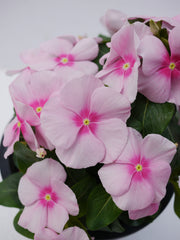 Vinca Mega Bloom Icy Pink