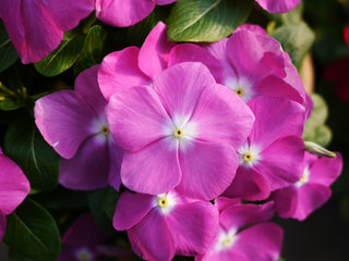 Vinca Mega Bloom Lavender