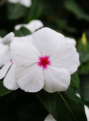 Vinca Mega Bloom Dark Red