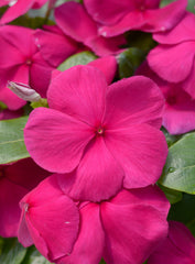 Vinca Mega Bloom Purple