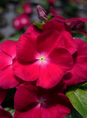 Vinca Mega Bloom Raspberry
