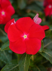 Vinca Mega Bloom Red