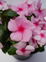 Vinca Mega Bloom Strawberry