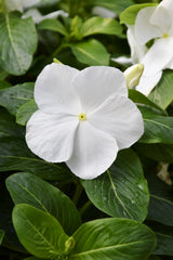 Vinca Mega Bloom White