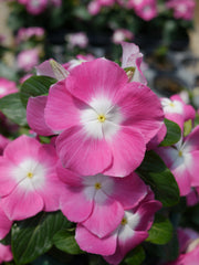 Vinca Mega Bloom Pink Halo