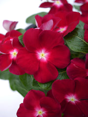 Vinca Mega Bloom Burgundy w/Eye