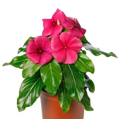 Vinca Blockbuster Raspberry Crush