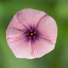 Vinca Blockbuster Blackberry Crush