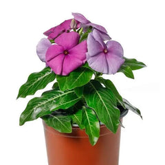Vinca Blockbuster Blueberry Crush