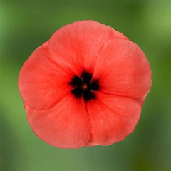 Vinca Blockbuster Papaya Crush