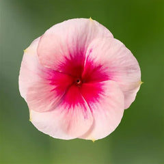Vinca Cora XDR Blush Splash