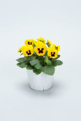 Viola ColorMax Yellow w/Blotch PRIMAX