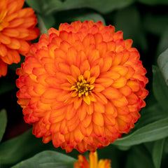 Zinnia Zydeco Fire CT