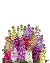 Stock, Column Mix