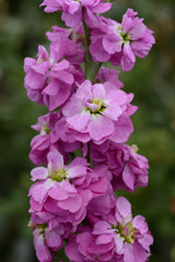 Stock, Column Rose Pink #14