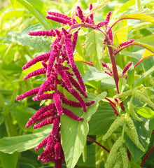 Amaranthus caudatus Red
