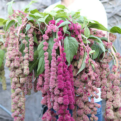 Amaranthus Mira