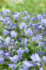 Agapanthus africanus Blue