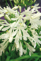 Agapanthus africanus White