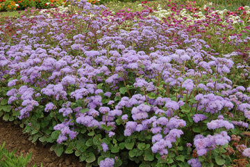 Ageratum Blue Planet PLT