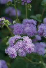 Ageratum Blue Horizon PLT