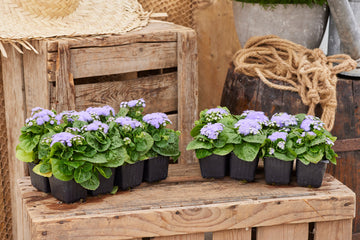 Ageratum Kona Blue PLT