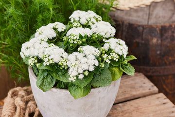 Ageratum Aloha White